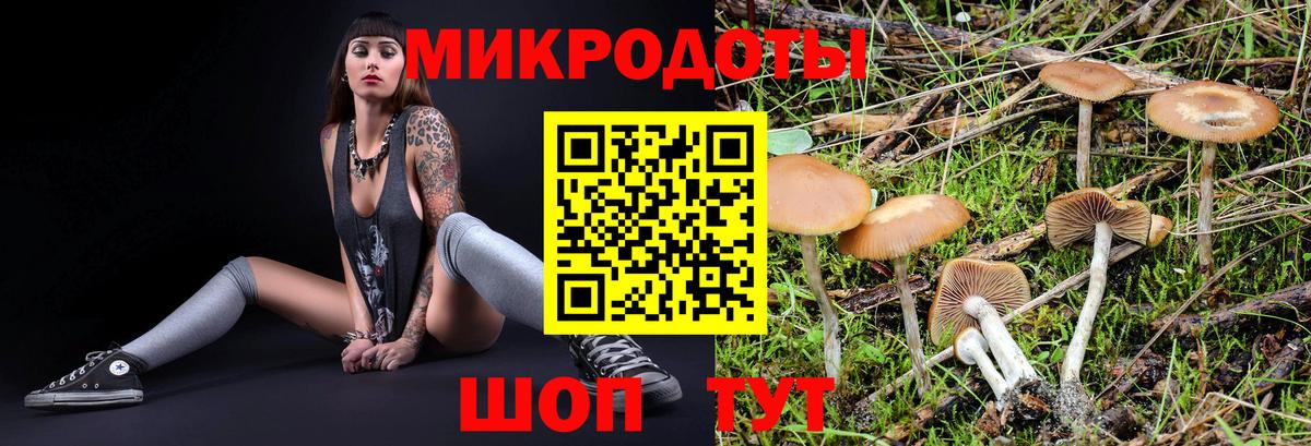 Псилоцибиновые грибы Psilocybine cubensis  Псилоцибиновые грибы мицелий  Вход с VPN  Гусиноозёрск 